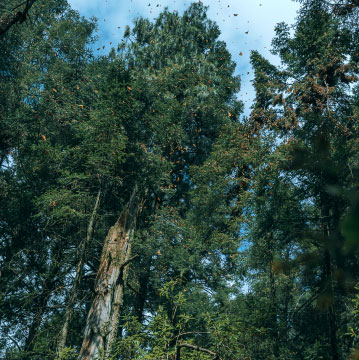 Adopta o regala un árbol